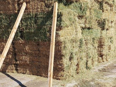 Alfalfa hay