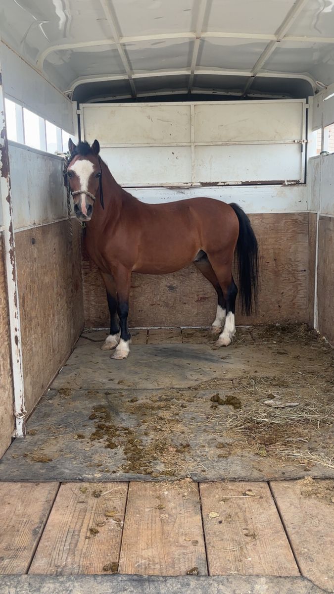 13 year old Pony Gelding