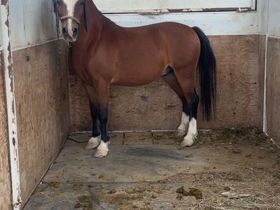13 year old Pony Gelding