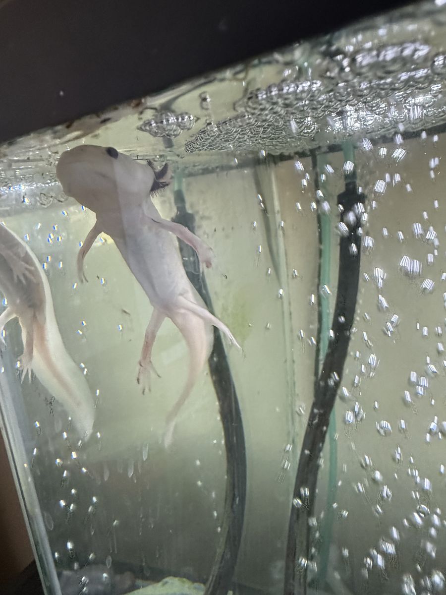 Axalotls-two male