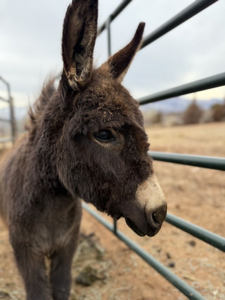 Mini Donkeys