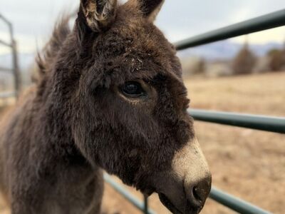 Mini Donkeys