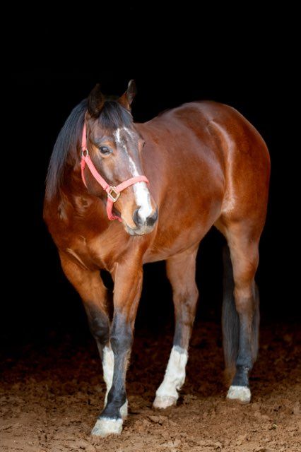 AQHA NICE 4yr. GELDING