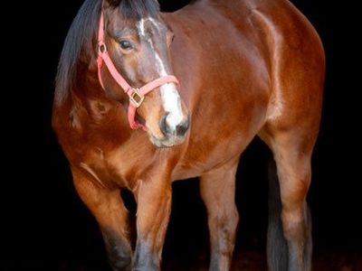 AQHA NICE 4yr. GELDING