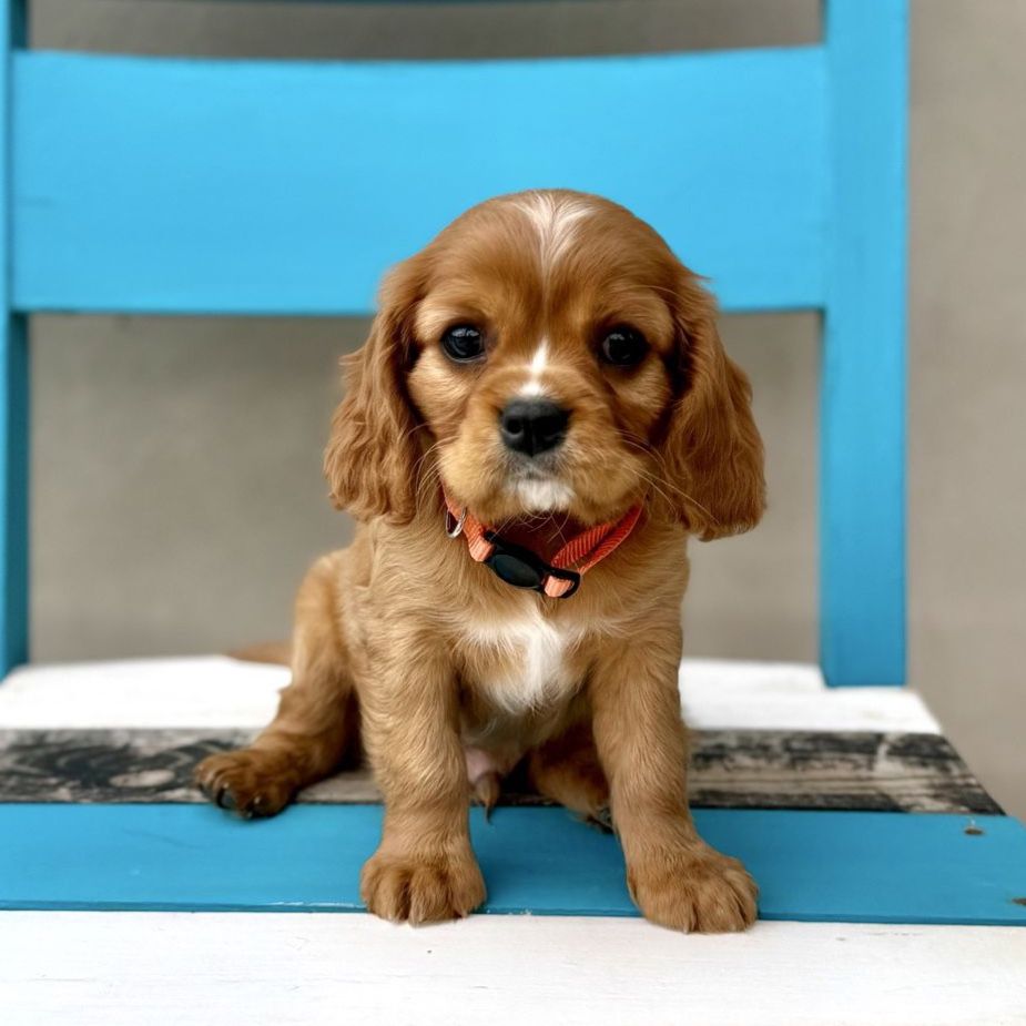 Cavalier King Charles Spaniel Puppies