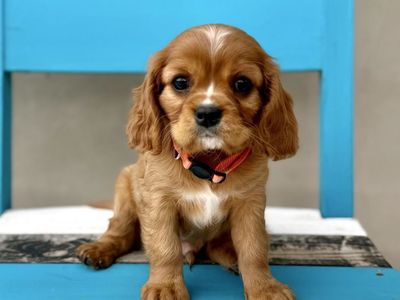 Cavalier King Charles Spaniel Puppies