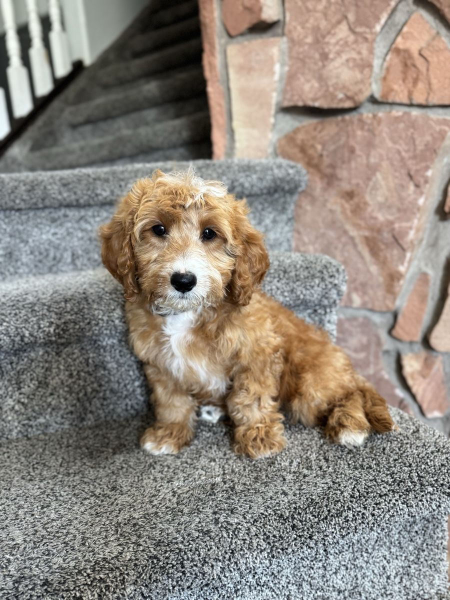 Darling mini Goldendoodle F1bb, doggy door trained, 3 left
