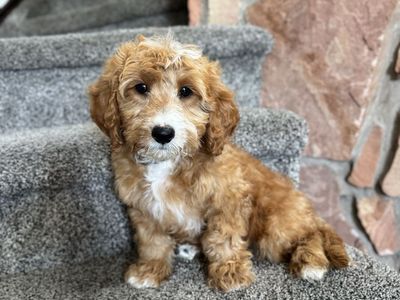 Darling mini Goldendoodle F1bb, doggy door trained, 3 left