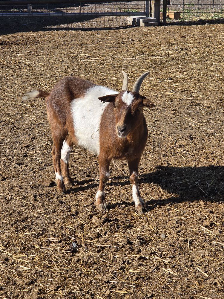 little nanny goat
