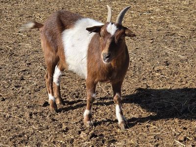 little nanny goat