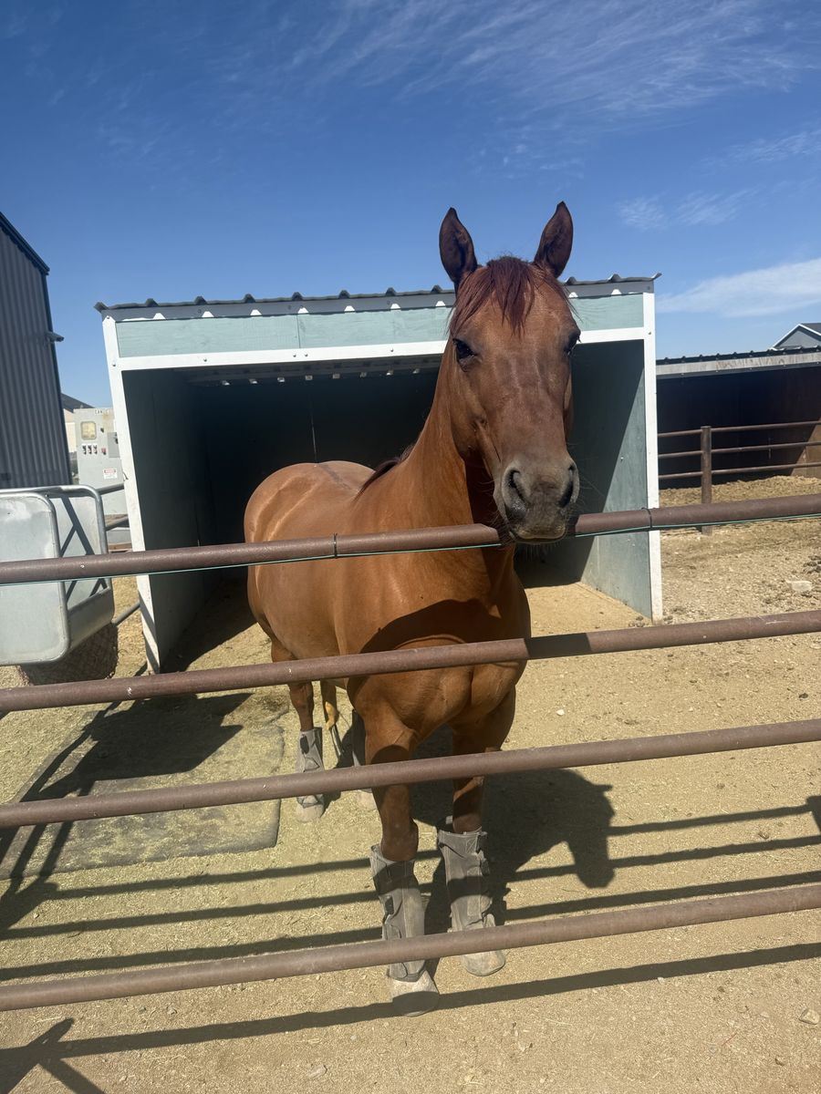 Finished Heel Horse | Started Breakaway Gelding
