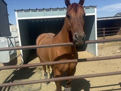 Finished Heel Horse | Started Breakaway Gelding
