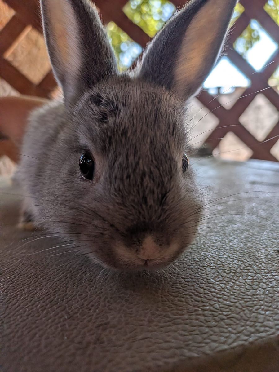 Adorable Lionhead Bunnies – Ready June 8th