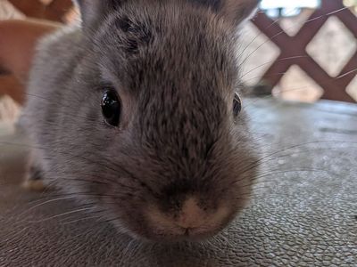 Adorable Lionhead Bunnies – Ready June 8th