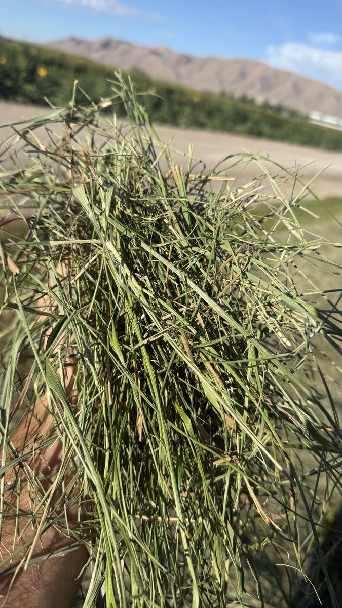 Premium orchard and Timothy grass small bale bundles