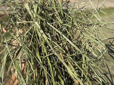 Premium orchard and Timothy grass small bale bundles