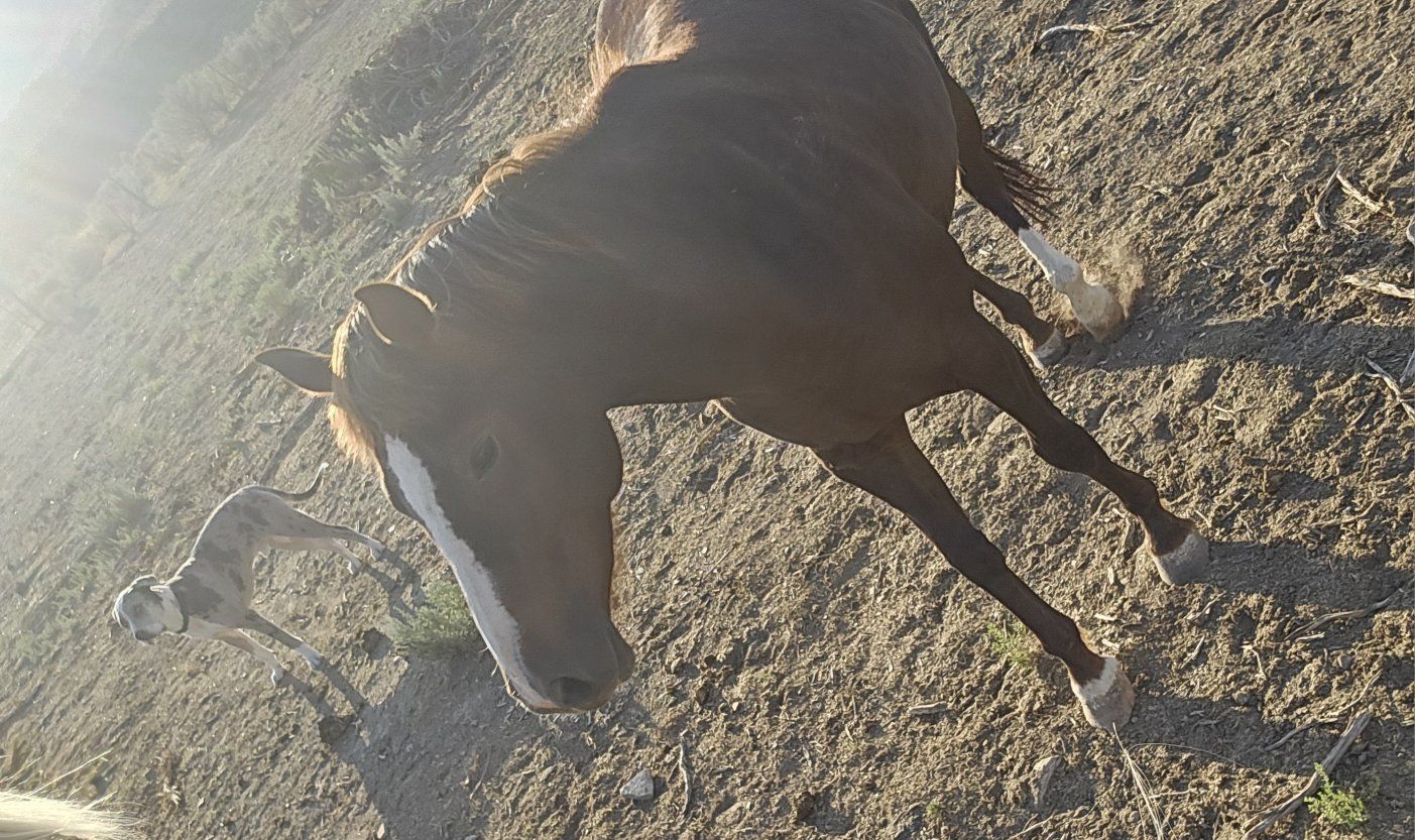2-3 yr old untouched qtr horse mare
