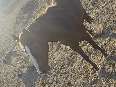 2-3 yr old untouched qtr horse mare