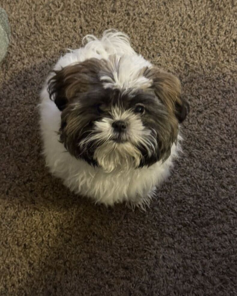 Shih Tzu