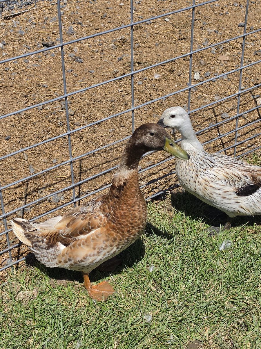 Welsh Harlequin Drake Ducks