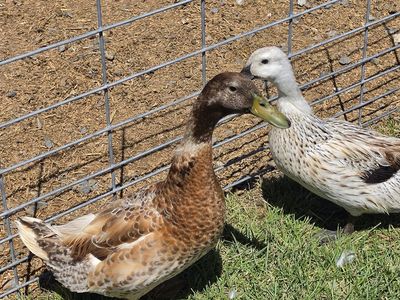 Welsh Harlequin Drake Ducks