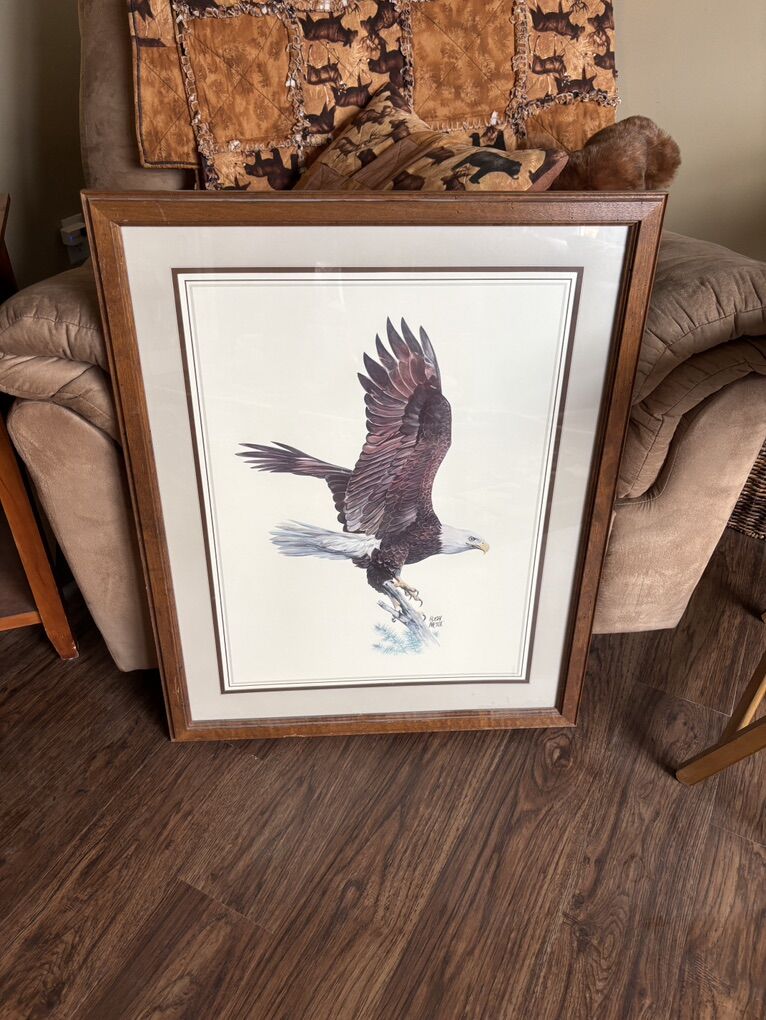 Beautiful Eagle Picture