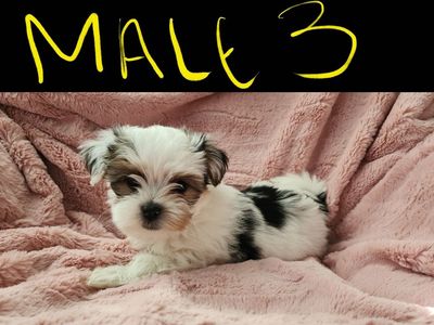 Morkie (Maltese/ Yorkie)
