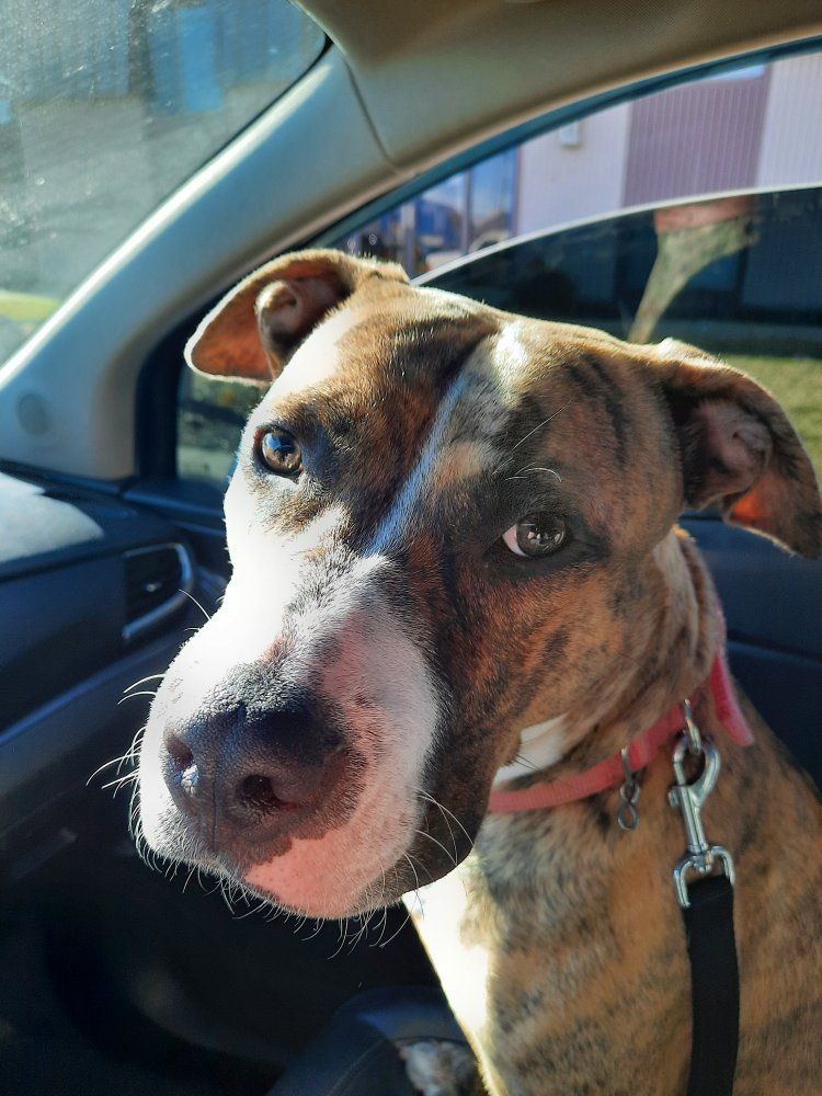 Needing to Rehome a Friendly Dog Named Bella