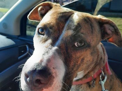 Needing to Rehome a Friendly Dog Named Bella