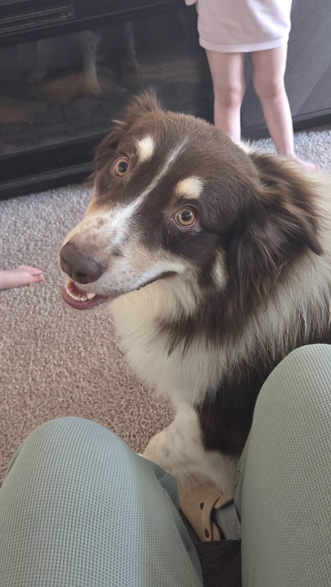 Purebred Australian Shepherd- 16 months old