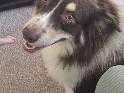 Purebred Australian Shepherd- 16 months old