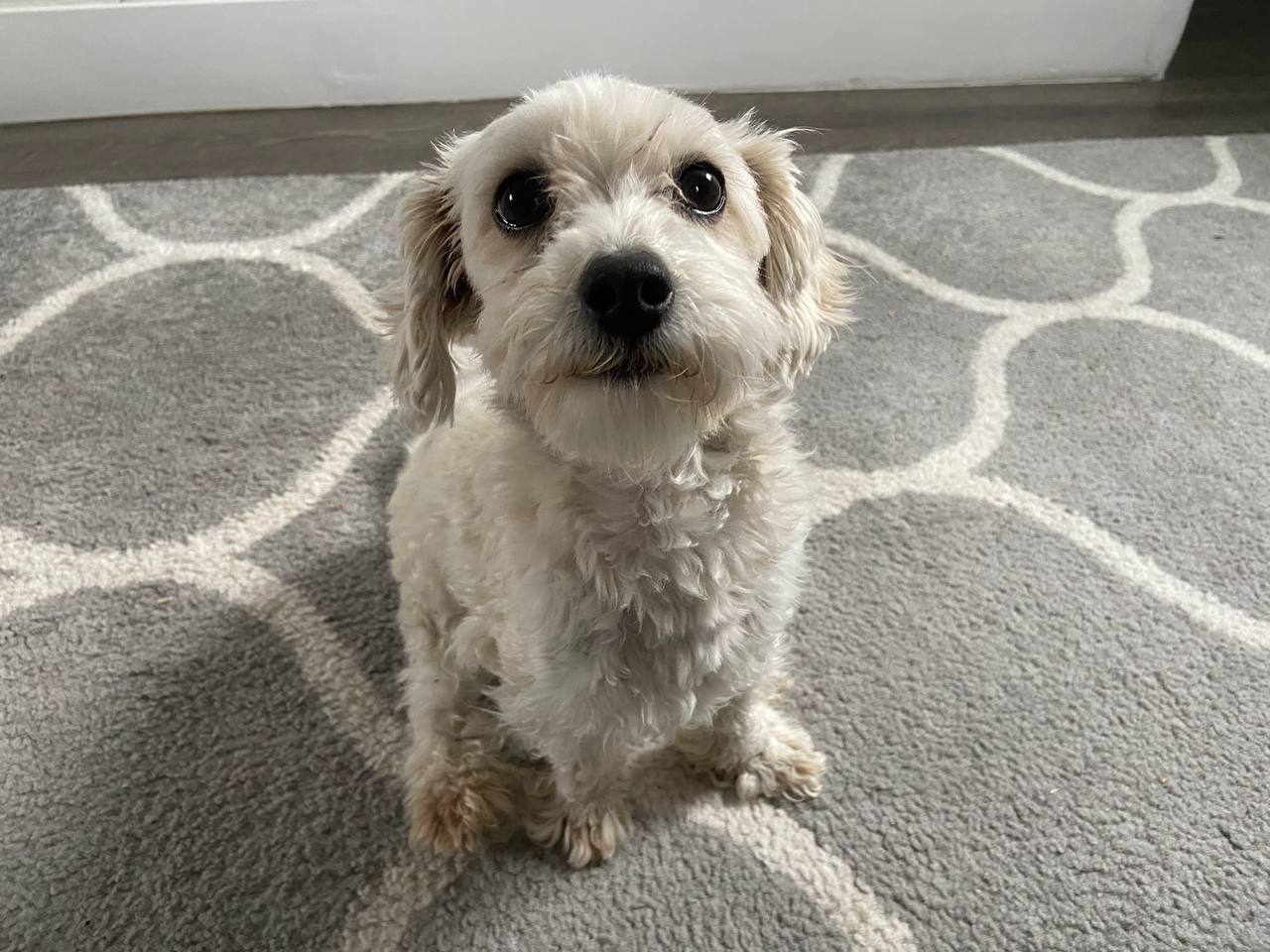 Meet Poochie!