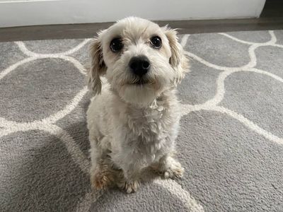 Meet Poochie!