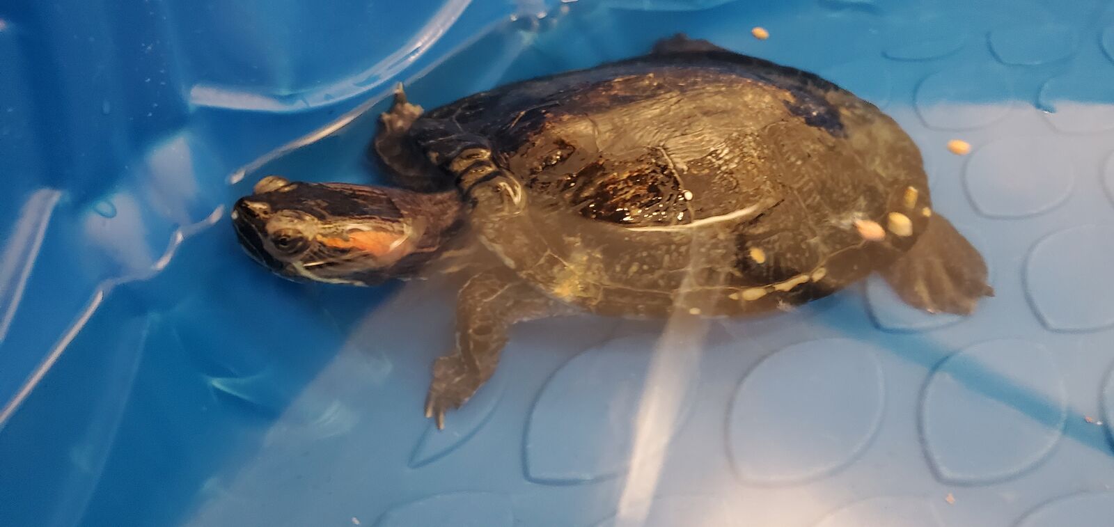 A159420 Salsa is Available for Adoption!