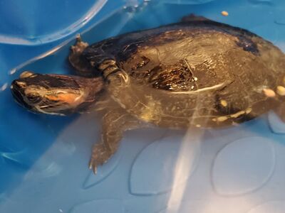 A159420 Salsa is Available for Adoption!