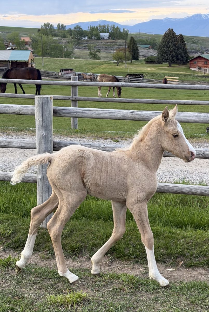 Fancy Gaited Morgan Filly