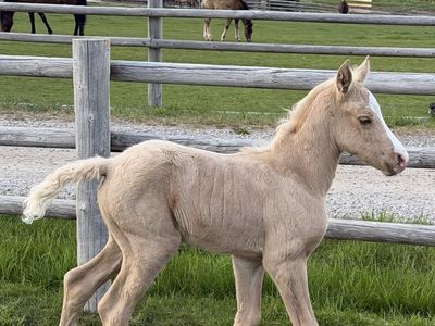 Fancy Gaited Morgan Filly