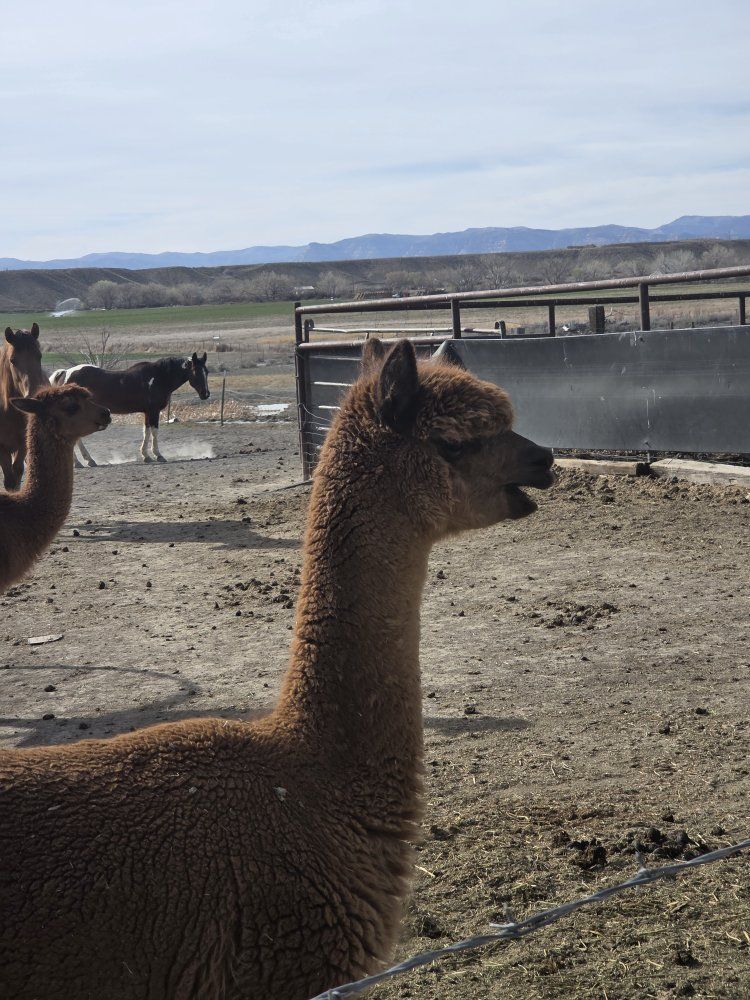 female alpaca