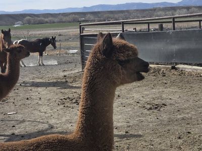 female alpaca