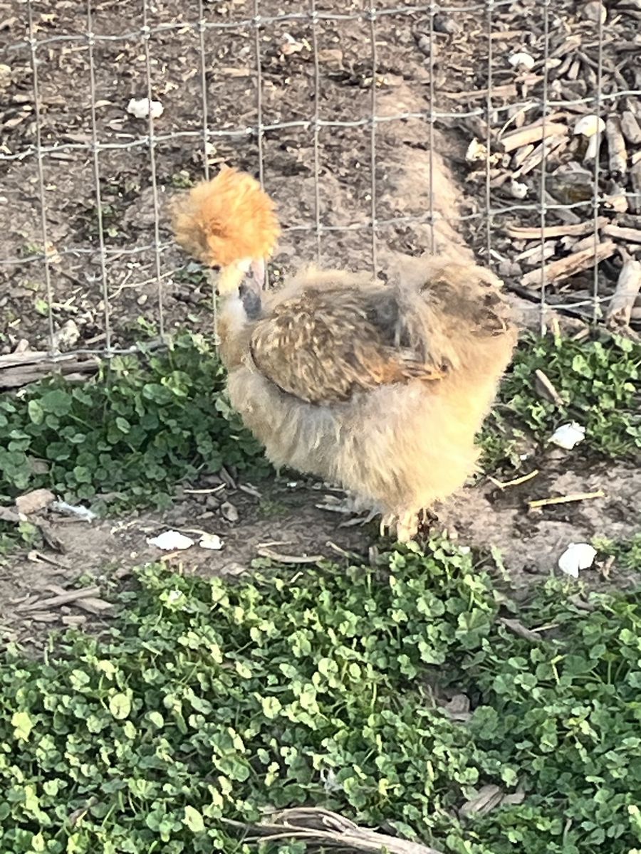 Silkie Hens
