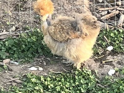Silkie Hens
