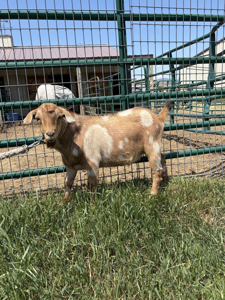 Goats (Bucks)