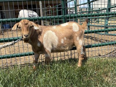 Goats (Bucks)