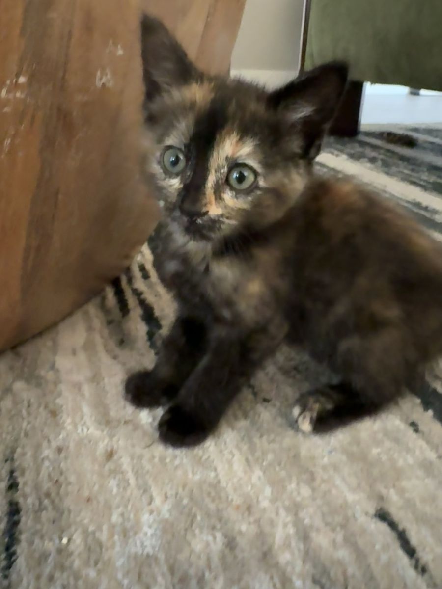 Bonded Pair Kittens Rehoming - Jack & Jasmine (8 Weeks Old)