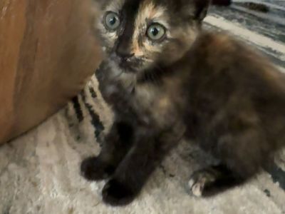 Bonded Pair Kittens Rehoming - Jack & Jasmine (8 Weeks Old)