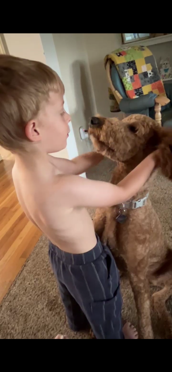 Red Standard Poodle Pups