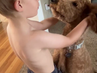 Red Standard Poodle Pups