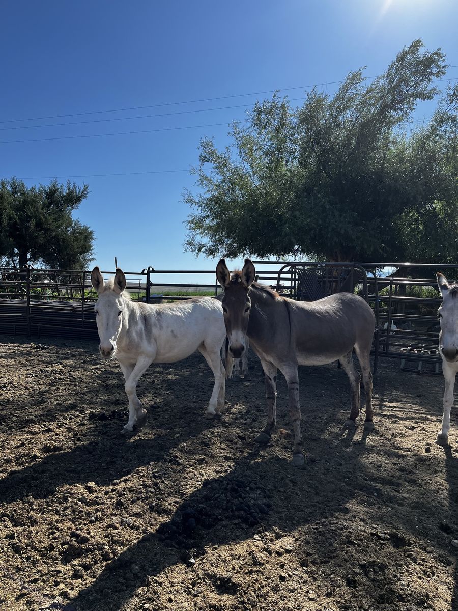 Two bonded burros donkeys