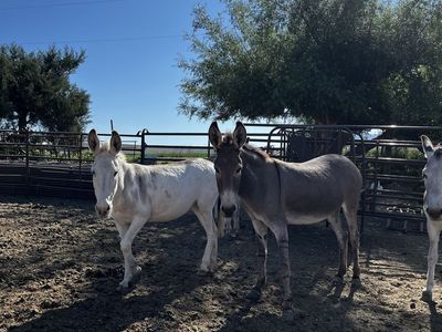 Two bonded burros donkeys