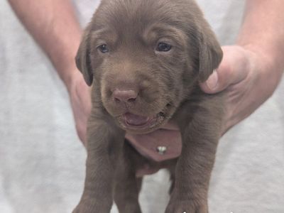 AKC Labrador retrievers for sale